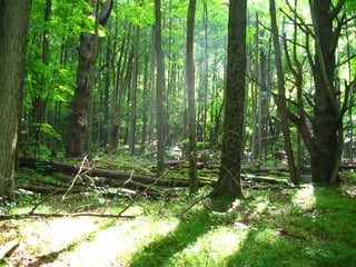 Picture of Vegetation