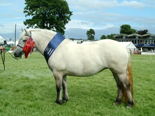 Picture of Pony