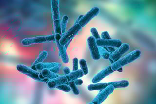 Picture of Firmicutes
