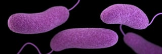 Picture of Vibrio