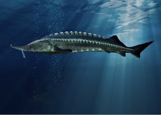 Picture of Sturgeons