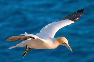 Picture of Gannets