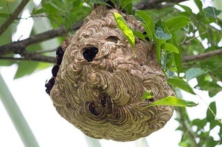 Picture of beehive