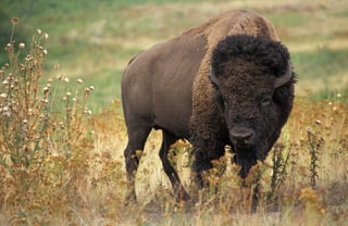 Picture of Bison