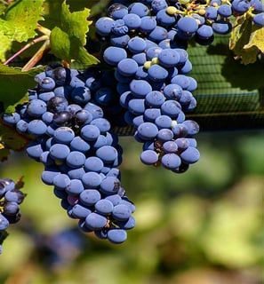 Picture of Malbec