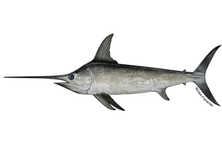 Picture of Swordfish