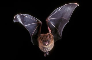 Picture of Bats