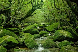 Picture of Yakushima