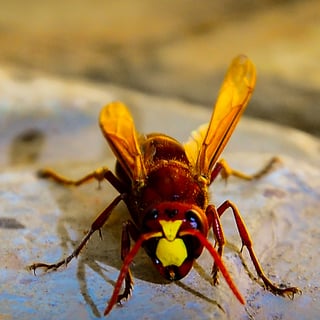 Picture of Hornets