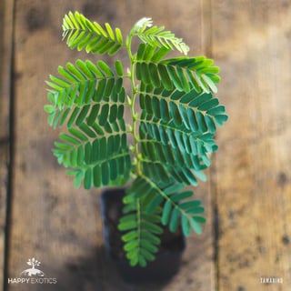 Picture of Tamarind