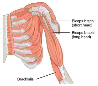 Picture of biceps brachii