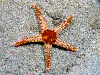 Picture of Starfish