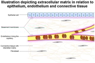 Picture of extracellular matrix