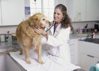 Picture of Veterinarian