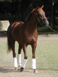 Picture of Funny Cide