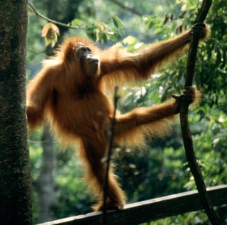 Picture of Apes
