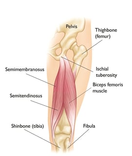 Picture of hamstring muscles