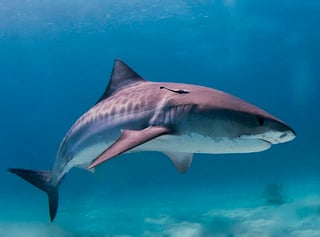 Picture of Tiger shark