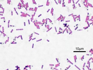 Picture of Bacillus