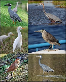 Picture of Herons