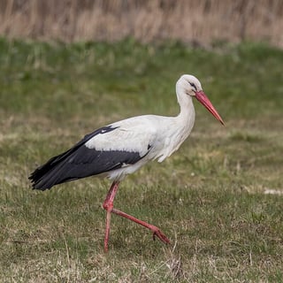Picture of White stork