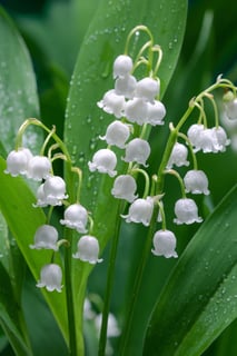Picture of Lily of the valley