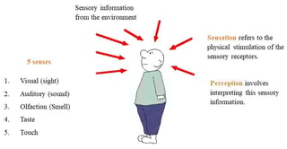 Picture of Visual perception