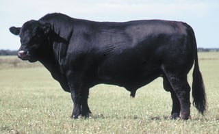 Picture of Aberdeen Angus
