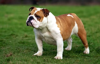 Picture of Bulldog