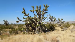 Picture of Mojave National Preserve