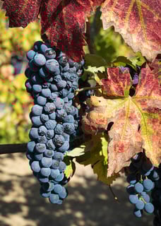 Picture of Zinfandel