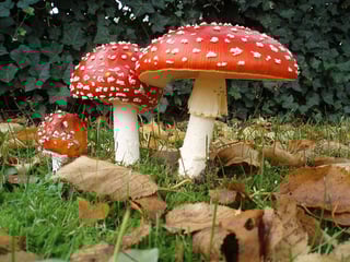 Picture of Amanita