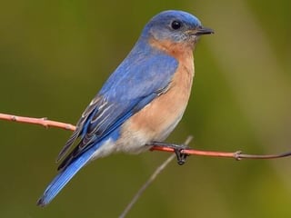 Picture of Bluebirds