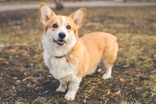 Picture of Welsh Corgi