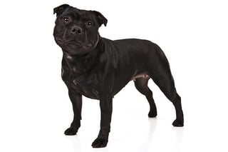Picture of Staffordshire Bull Terrier