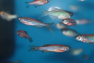 Picture of Zebrafish