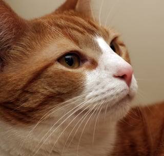 Picture of Whiskers