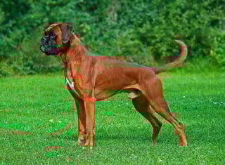 Picture of Boxer