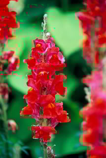 Picture of Snapdragons