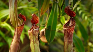 Picture of Tropical pitcher plants