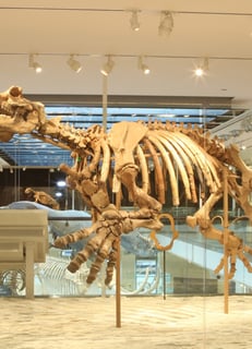 Picture of Vertebrate paleontology