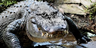 Picture of Alligators