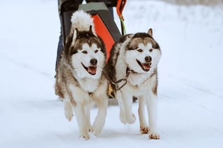 Picture of Sled dog
