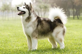 Picture of Alaskan Malamute