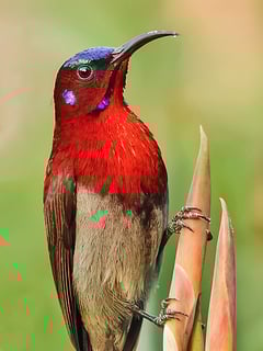 Picture of Sunbird