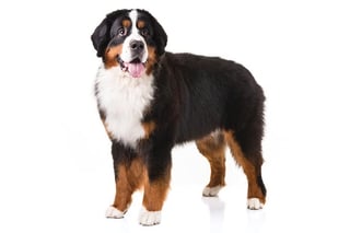 Picture of Bernese Mountain Dog