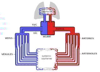 Picture of Hemodynamics