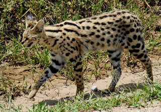 Picture of Serval