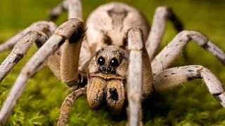 Picture of Wolf spider