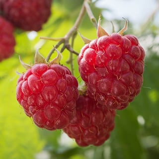 Picture of Raspberry